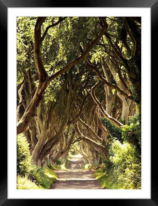  The Dark Hedges Framed Mounted Print by Stephen Maxwell