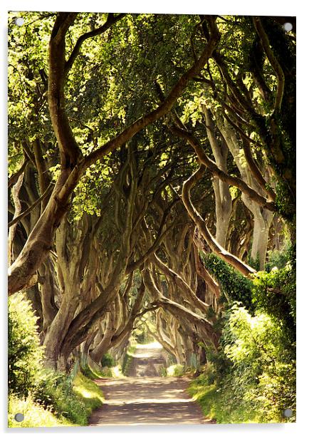  The Dark Hedges Acrylic by Stephen Maxwell