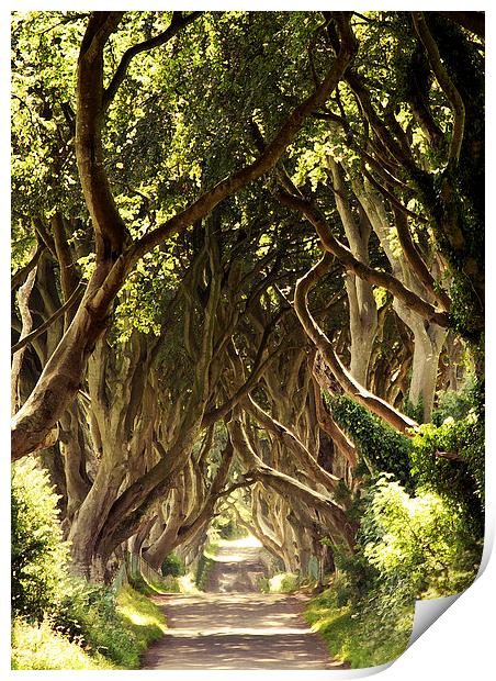  The Dark Hedges Print by Stephen Maxwell