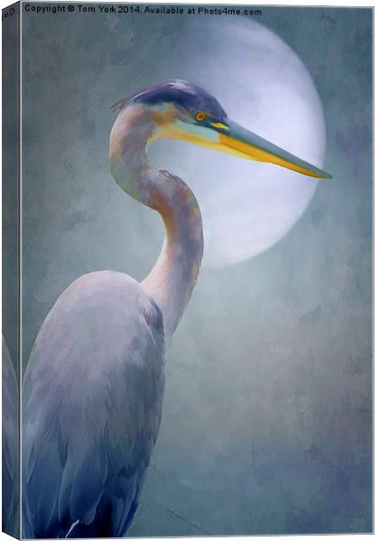 Portrait Of A Heron Canvas Print by Tom York