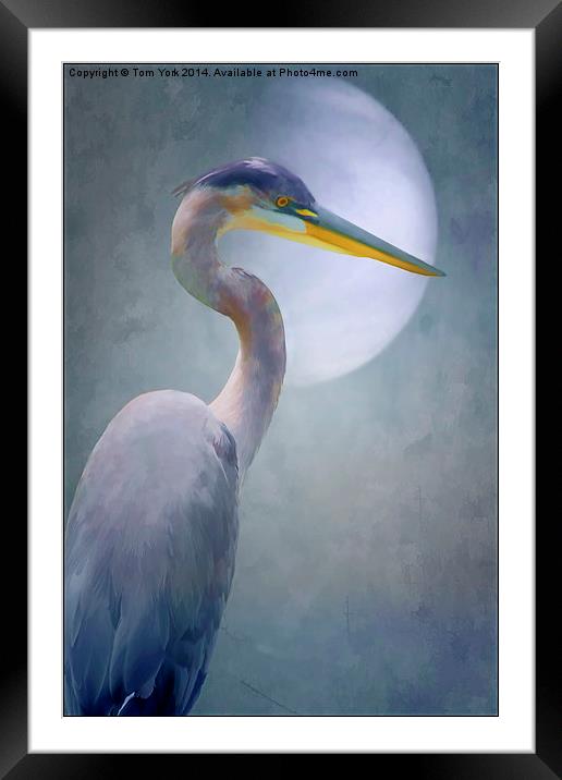 Portrait Of A Heron Framed Mounted Print by Tom York