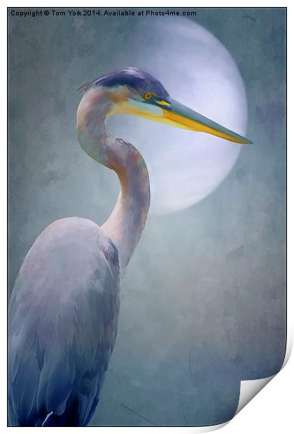 Portrait Of A Heron Print by Tom York