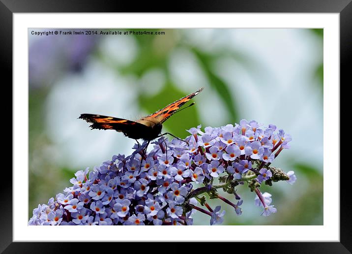  The Tortoiseshell butterfly Framed Mounted Print by Frank Irwin