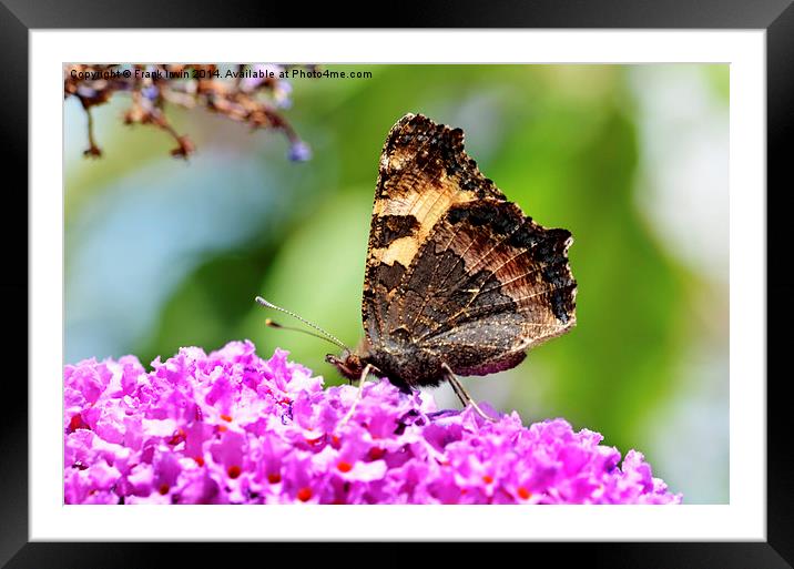 The Tortoiseshell butterfly Framed Mounted Print by Frank Irwin