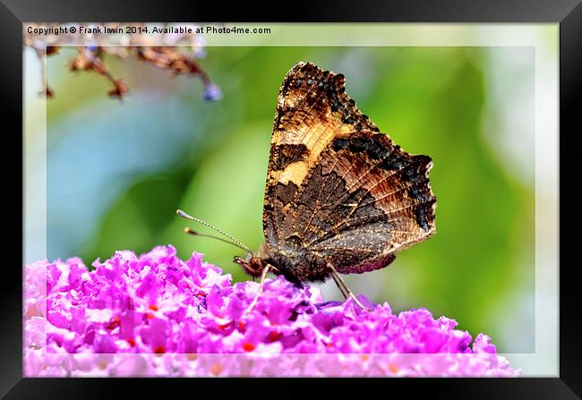 The beautiful Tortoiseshell butterfly Framed Print by Frank Irwin