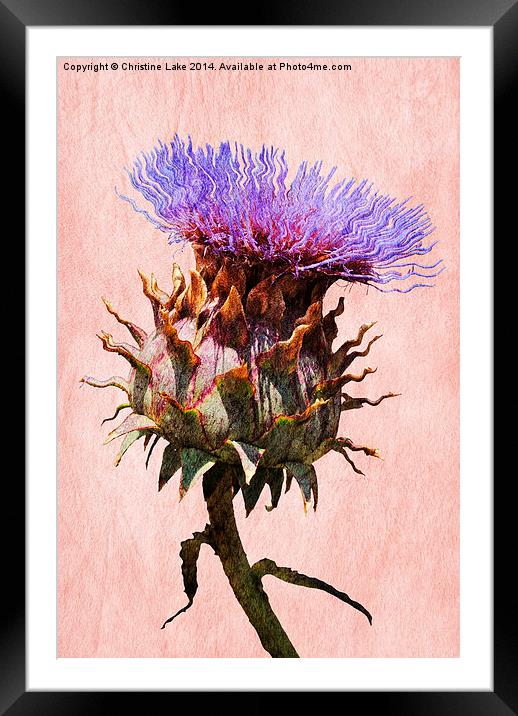Thistle  Framed Mounted Print by Christine Lake