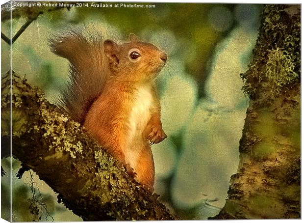  Red Squirrel Canvas Print by Robert Murray