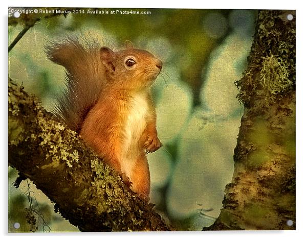  Red Squirrel Acrylic by Robert Murray