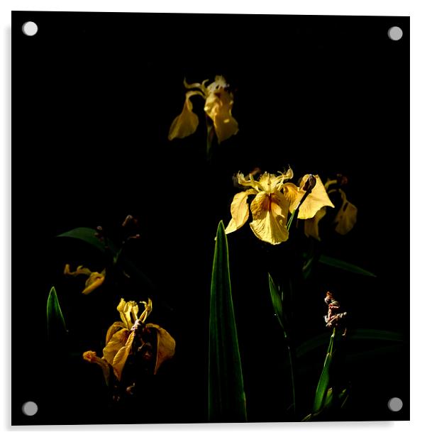 Lllies on a Black Background Acrylic by Stephen Maher