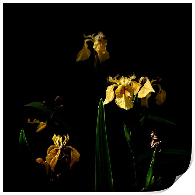 Lllies on a Black Background Print by Stephen Maher