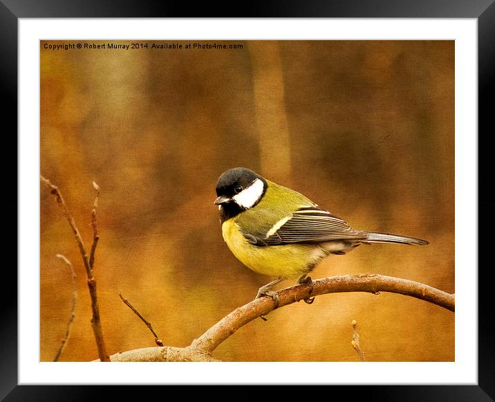  Great Tit Framed Mounted Print by Robert Murray