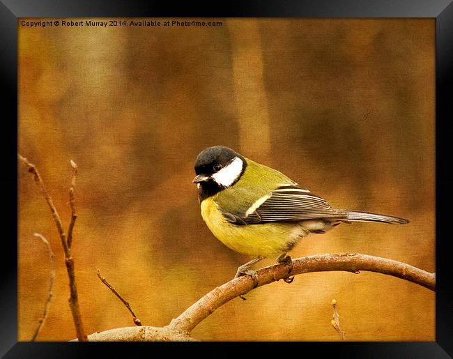  Great Tit Framed Print by Robert Murray