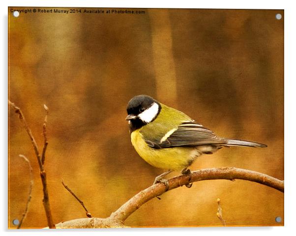 Great Tit Acrylic by Robert Murray