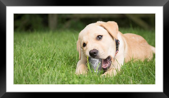 Yes, I can chew! Framed Mounted Print by Simon Wrigglesworth