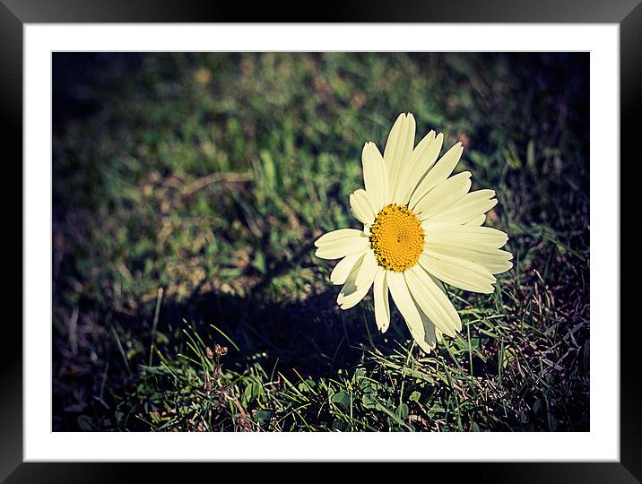 Daisy vintage Framed Mounted Print by Matthew Silver