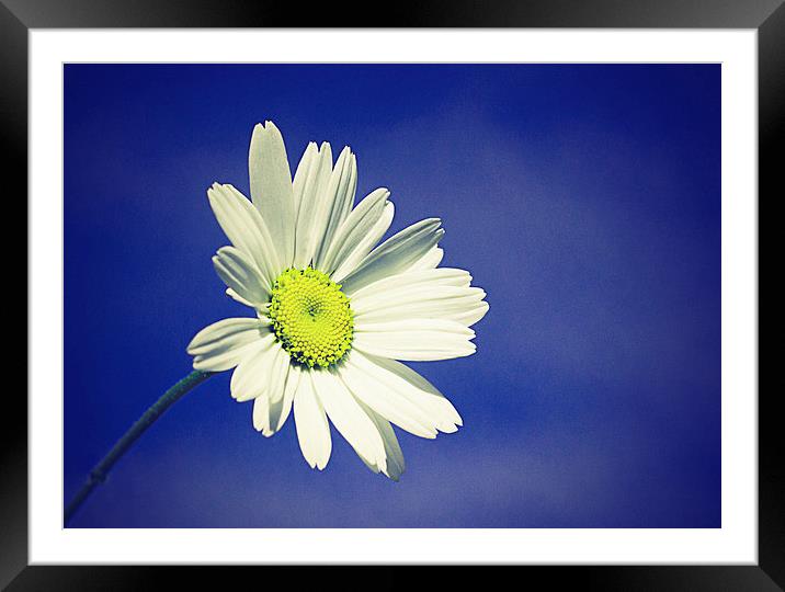  Daisy in a summers sky with a vintage effect Framed Mounted Print by Matthew Silver