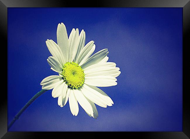  Daisy in a summers sky with a vintage effect Framed Print by Matthew Silver