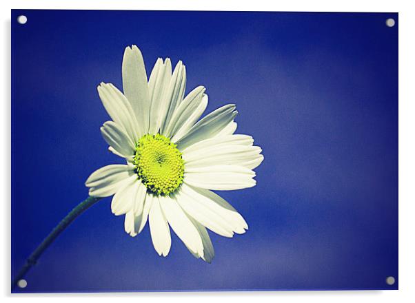  Daisy in a summers sky with a vintage effect Acrylic by Matthew Silver