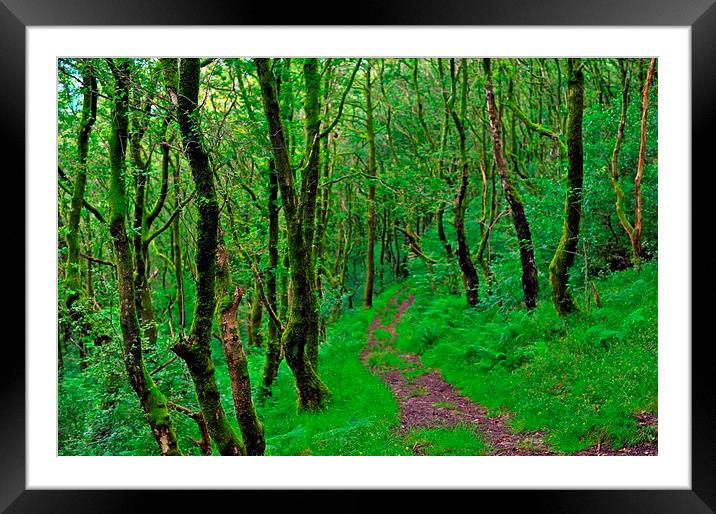  Serene walk in the woods Framed Mounted Print by Spenser Davies