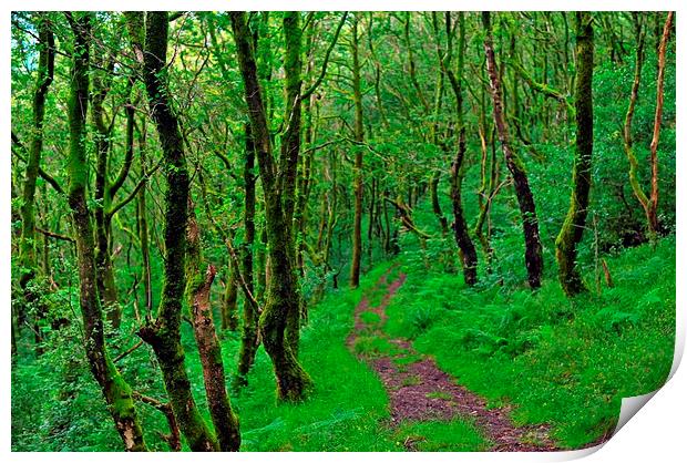  Serene walk in the woods Print by Spenser Davies