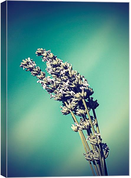  Lavender against a summers sky - vintage effect Canvas Print by Matthew Silver