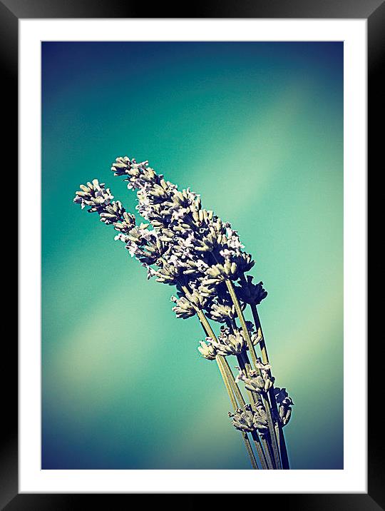  Lavender against a summers sky - vintage effect Framed Mounted Print by Matthew Silver