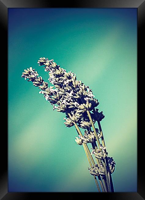  Lavender against a summers sky - vintage effect Framed Print by Matthew Silver