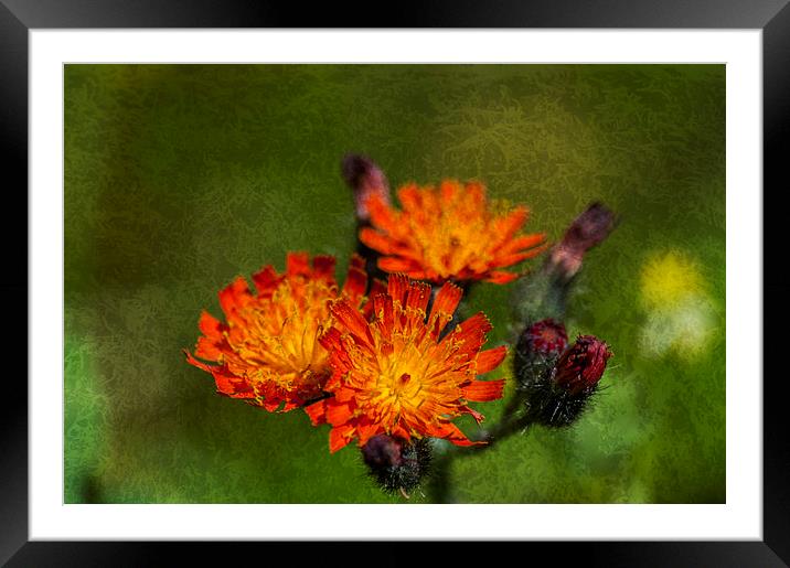 Fox And Cubs Textured Framed Mounted Print by Steve Purnell