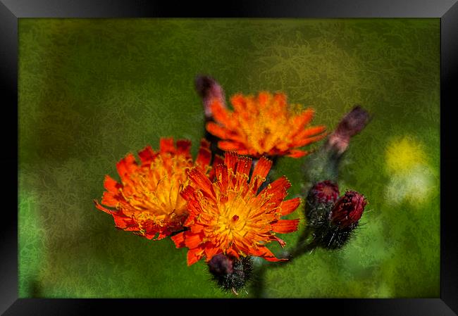 Fox And Cubs Textured Framed Print by Steve Purnell