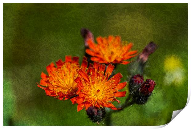 Fox And Cubs Textured Print by Steve Purnell