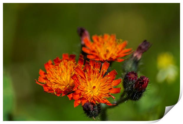 Fox And Cubs Print by Steve Purnell