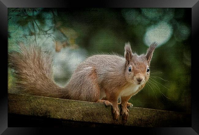  Red Squirrel 2 Framed Print by Robert Murray