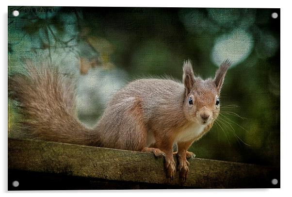  Red Squirrel 2 Acrylic by Robert Murray