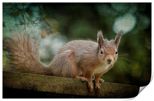  Red Squirrel 2 Print by Robert Murray