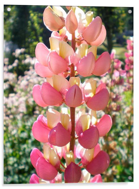 Lupin flower at Dunrobin Castle garden  Acrylic by Rhoda Howie