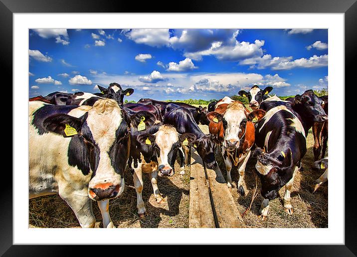  Nosy Cows Framed Mounted Print by Dean Messenger