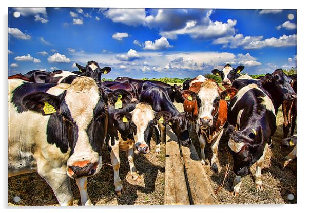  Nosy Cows Acrylic by Dean Messenger