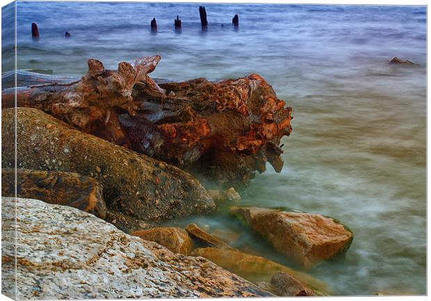 Drift Wood Canvas Print by Jonah Anderson Photography