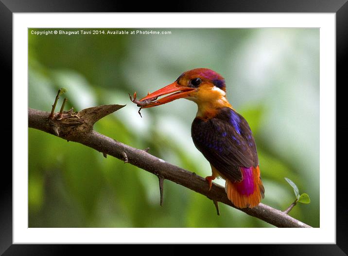  Oriental dwarf kingfisher Framed Mounted Print by Bhagwat Tavri