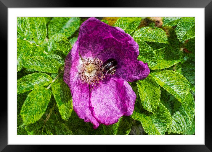 A Comfortable Home Textured Framed Mounted Print by Steve Purnell