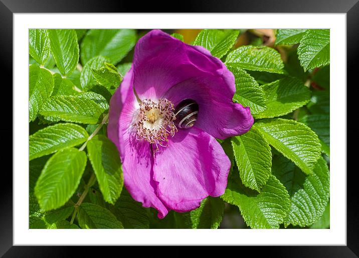 A Comfortable Home Framed Mounted Print by Steve Purnell