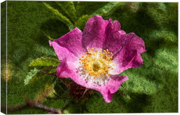 Dog Rose Textured Canvas Print by Steve Purnell