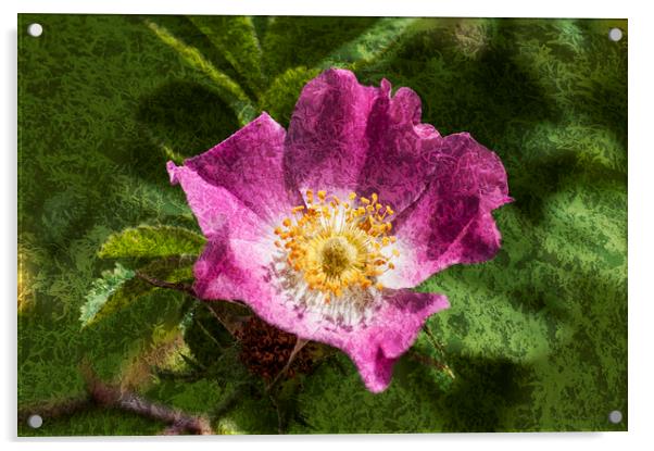 Dog Rose Textured Acrylic by Steve Purnell
