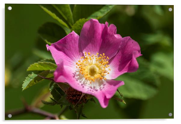 Dog Rose Acrylic by Steve Purnell