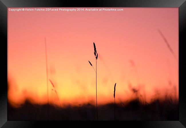  Tall Grass Sunset Framed Print by Kelvin Futcher 2D Photography