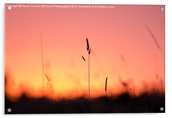  Tall Grass Sunset Acrylic by Kelvin Futcher 2D Photography