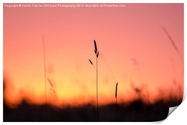  Tall Grass Sunset Print by Kelvin Futcher 2D Photography