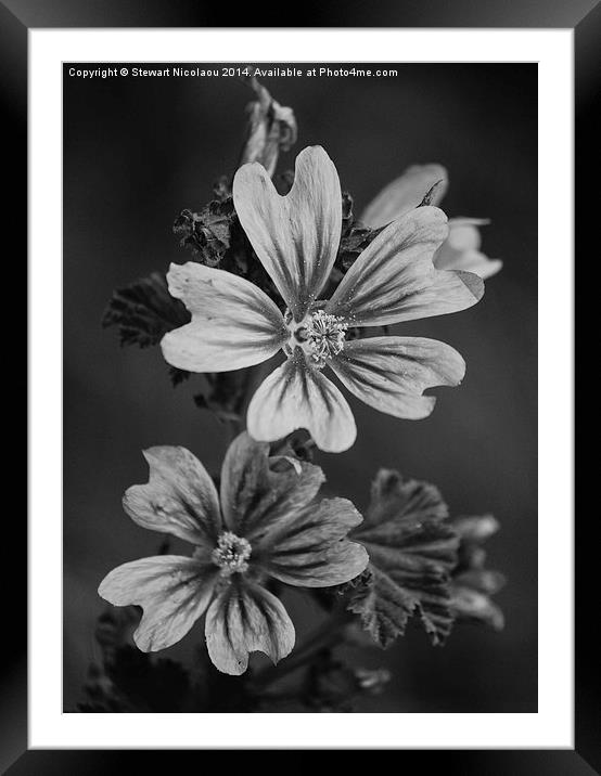  The Little Wild Flower Framed Mounted Print by Stewart Nicolaou
