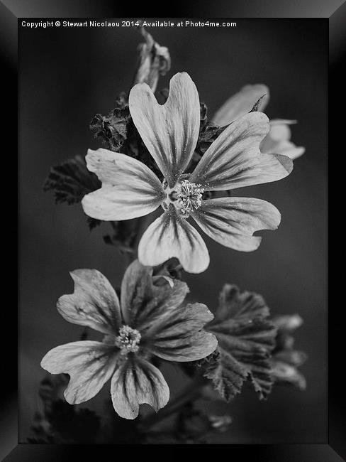 The Little Wild Flower Framed Print by Stewart Nicolaou