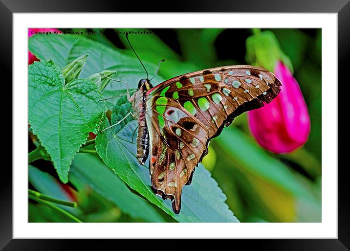 Tailed Jay (Graphium agamemnon) Framed Mounted Print by Frank Irwin